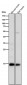 Anti-Histone H3 (acetyl K14) HIST1H3A Rabbit Monoclonal Antibody